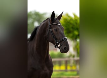 Oldenburger, Stute, 6 Jahre, 168 cm, Rappe