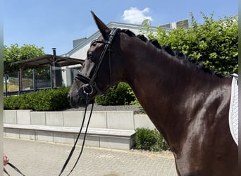 Oldenburger, Stute, 6 Jahre, 168 cm, Rappe