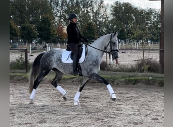 Oldenburger, Stute, 6 Jahre, 169 cm, Apfelschimmel