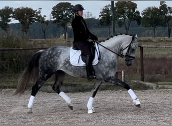 Oldenburger, Stute, 6 Jahre, 169 cm, Apfelschimmel