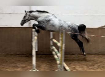 Oldenburger, Stute, 6 Jahre, 169 cm, Apfelschimmel
