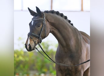 Oldenburger, Stute, 6 Jahre, 169 cm, Brauner