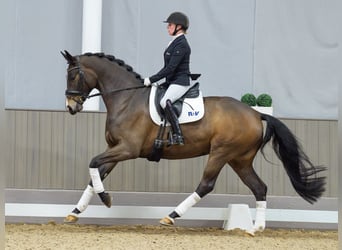 Oldenburger, Stute, 6 Jahre, 169 cm, Brauner