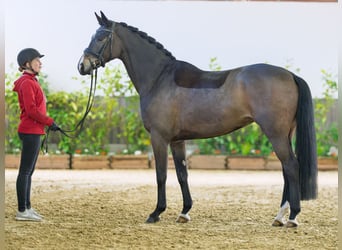 Oldenburger, Stute, 6 Jahre, 169 cm, Brauner