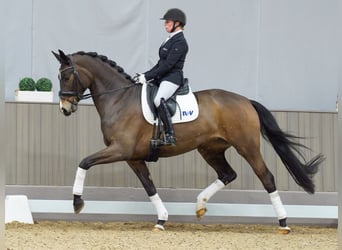 Oldenburger, Stute, 6 Jahre, 169 cm, Brauner