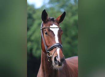 Oldenburger, Stute, 6 Jahre, 169 cm, Brauner