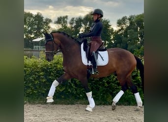 Oldenburger, Stute, 6 Jahre, 169 cm, Brauner