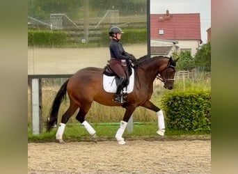 Oldenburger, Stute, 6 Jahre, 169 cm, Brauner