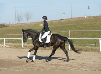 Oldenburger, Stute, 6 Jahre, 169 cm, Rappe