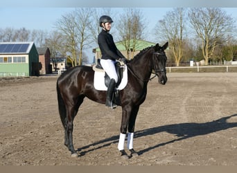 Oldenburger, Stute, 6 Jahre, 169 cm, Rappe