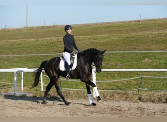 Oldenburger, Stute, 6 Jahre, 169 cm, Rappe