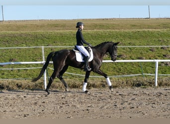 Oldenburger, Stute, 6 Jahre, 169 cm, Rappe