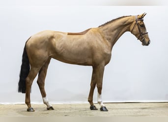 Oldenburger, Stute, 6 Jahre, 169 cm