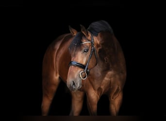 Oldenburger, Stute, 6 Jahre, 170 cm, Brauner