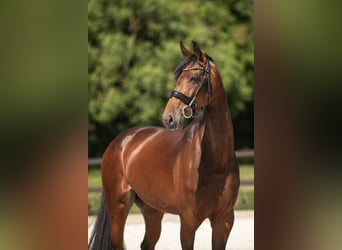 Oldenburger, Stute, 6 Jahre, 170 cm, Brauner