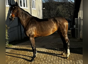 Oldenburger, Stute, 6 Jahre, 170 cm, Brauner