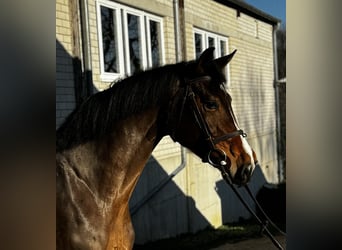 Oldenburger, Stute, 6 Jahre, 170 cm, Brauner