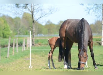 Oldenburger, Stute, 6 Jahre, 170 cm, Brauner
