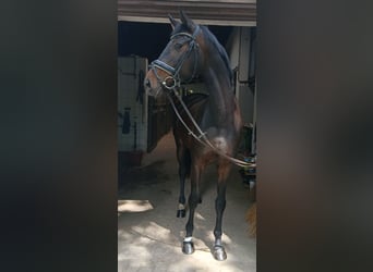 Oldenburger, Stute, 6 Jahre, 170 cm, Dunkelbrauner