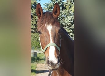 Oldenburger, Stute, 6 Jahre, 170 cm, Dunkelfuchs