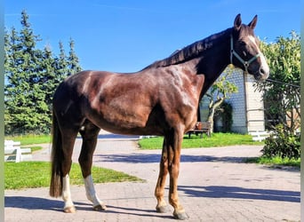 Oldenburger, Stute, 6 Jahre, 170 cm, Dunkelfuchs