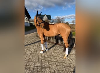 Oldenburger, Stute, 6 Jahre, 170 cm, Fuchs