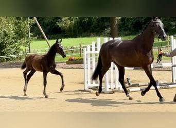 Oldenburger, Stute, 6 Jahre, 170 cm, Rappe