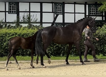 Oldenburger, Stute, 6 Jahre, 170 cm, Rappe