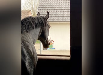 Oldenburger, Stute, 6 Jahre, 170 cm, Rappe