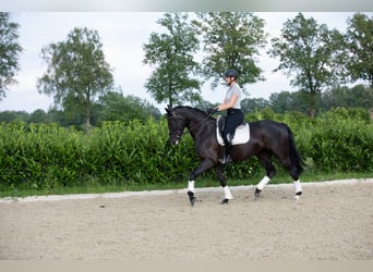 Oldenburger, Stute, 6 Jahre, 170 cm, Rappe