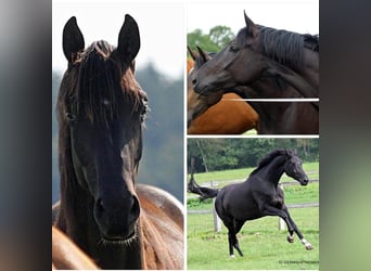 Oldenburger, Stute, 6 Jahre, 170 cm, Rappe
