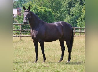 Oldenburger, Stute, 6 Jahre, 171 cm, Rappe