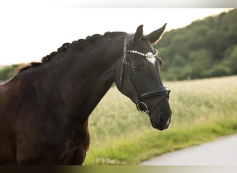 Oldenburger, Stute, 6 Jahre, 171 cm, Schwarzbrauner