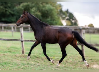 Oldenburger, Stute, 6 Jahre, 172 cm, Dunkelbrauner