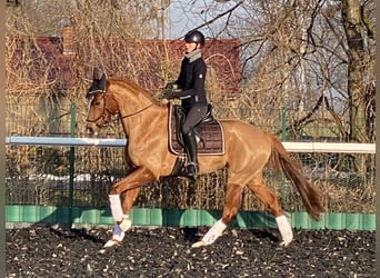 Oldenburger, Stute, 6 Jahre, 172 cm, Fuchs