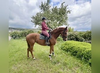 Oldenburger, Stute, 6 Jahre, 172 cm, Fuchs