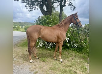 Oldenburger, Stute, 6 Jahre, 172 cm, Fuchs