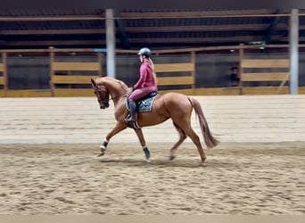 Oldenburger, Stute, 6 Jahre, 172 cm, Fuchs
