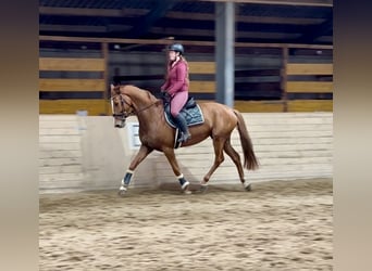 Oldenburger, Stute, 6 Jahre, 172 cm, Fuchs