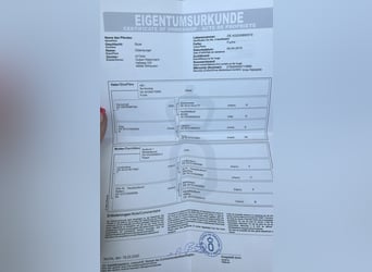 Oldenburger, Stute, 6 Jahre, 172 cm, Fuchs