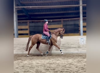 Oldenburger, Stute, 6 Jahre, 172 cm, Fuchs
