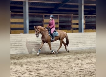 Oldenburger, Stute, 6 Jahre, 172 cm, Fuchs