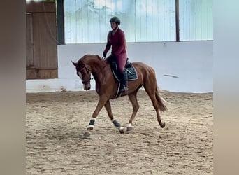 Oldenburger, Stute, 6 Jahre, 172 cm, Fuchs