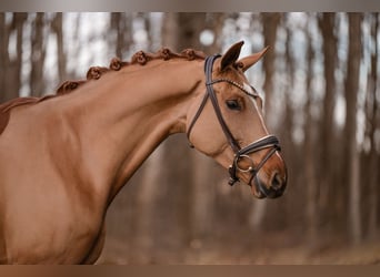 Oldenburger, Stute, 6 Jahre, 172 cm, Fuchs