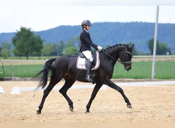 Oldenburger, Stute, 6 Jahre, 172 cm, Rappe