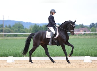 Oldenburger, Stute, 6 Jahre, 172 cm, Rappe