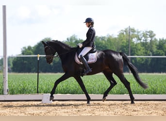 Oldenburger, Stute, 6 Jahre, 172 cm, Rappe