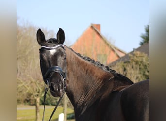 Oldenburger, Stute, 6 Jahre, 172 cm, Rappe