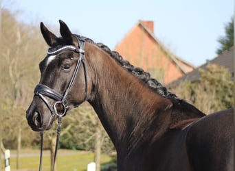 Oldenburger, Stute, 6 Jahre, 172 cm, Rappe