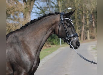 Oldenburger, Stute, 6 Jahre, 172 cm, Rappe